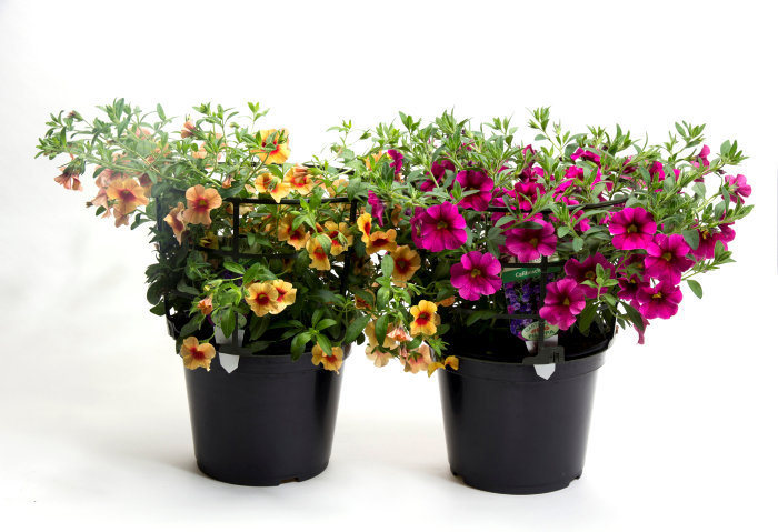 Petunia Ø21 cm